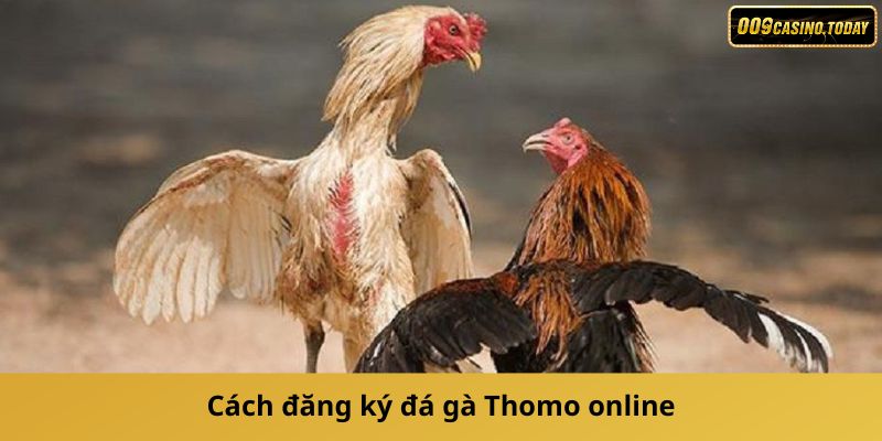 Cách đăng ký đá gà Thomo online nhanh chóng và đơn giản