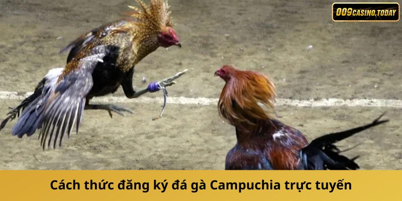 Cách thức đăng ký đá gà Campuchia trực tuyến